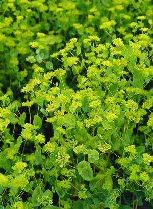 Bupleurum Griffitti Seeds