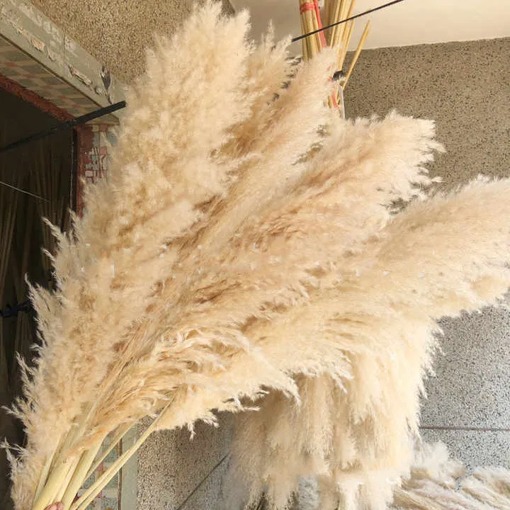 Decoration Dried Fluffy Tall Pampas Grass Flower الديكور المجفف رقيق طويل القامة بامباس زهرة العشب