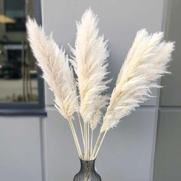 Decoration Dried Fluffy Tall Pampas Grass Flower الديكور المجفف رقيق طويل القامة بامباس زهرة العشب