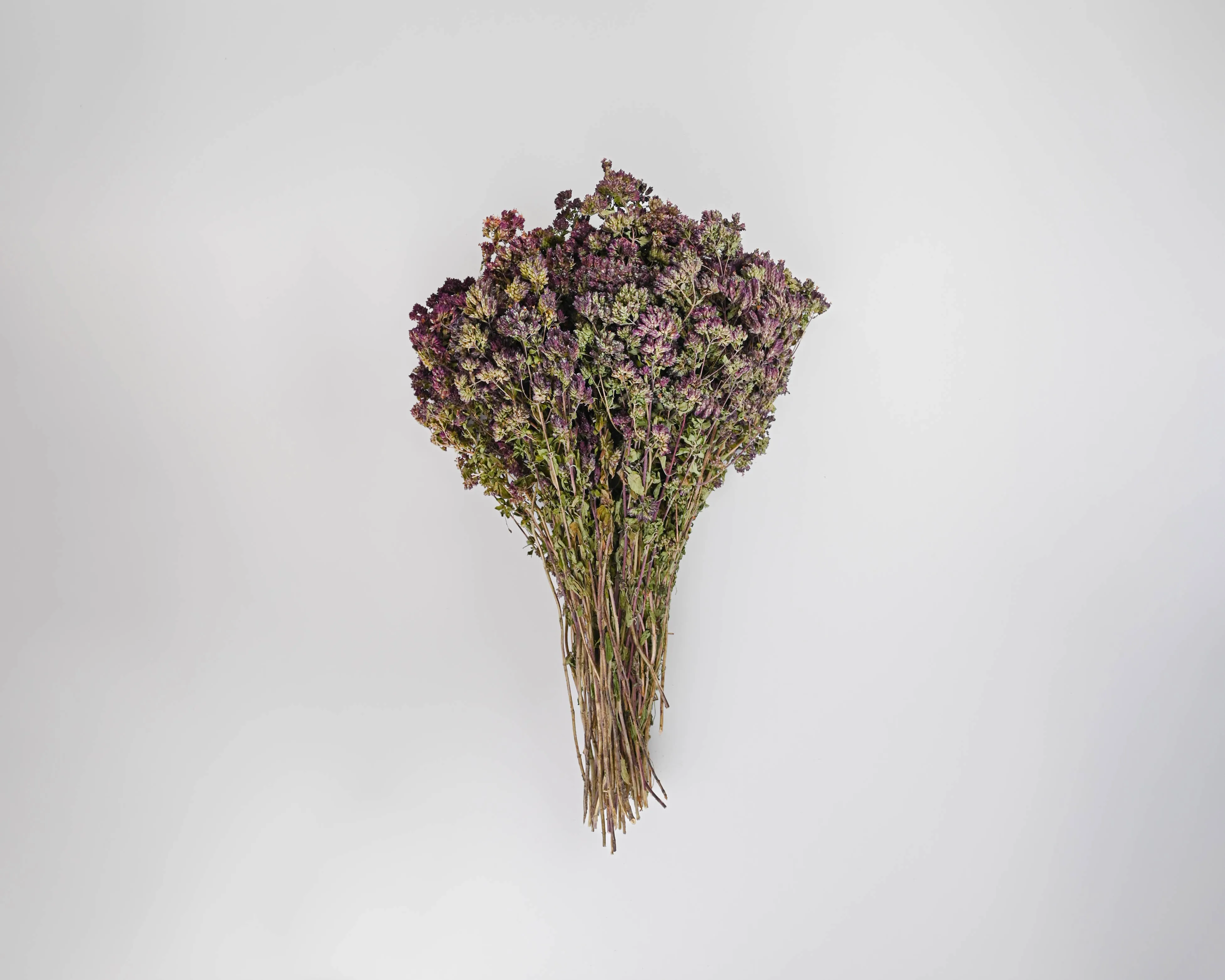 Dried Oregano Flowers Bunch - Santa Cruz