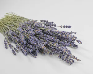 Super Blue Royal Velvet Lavender Bunch