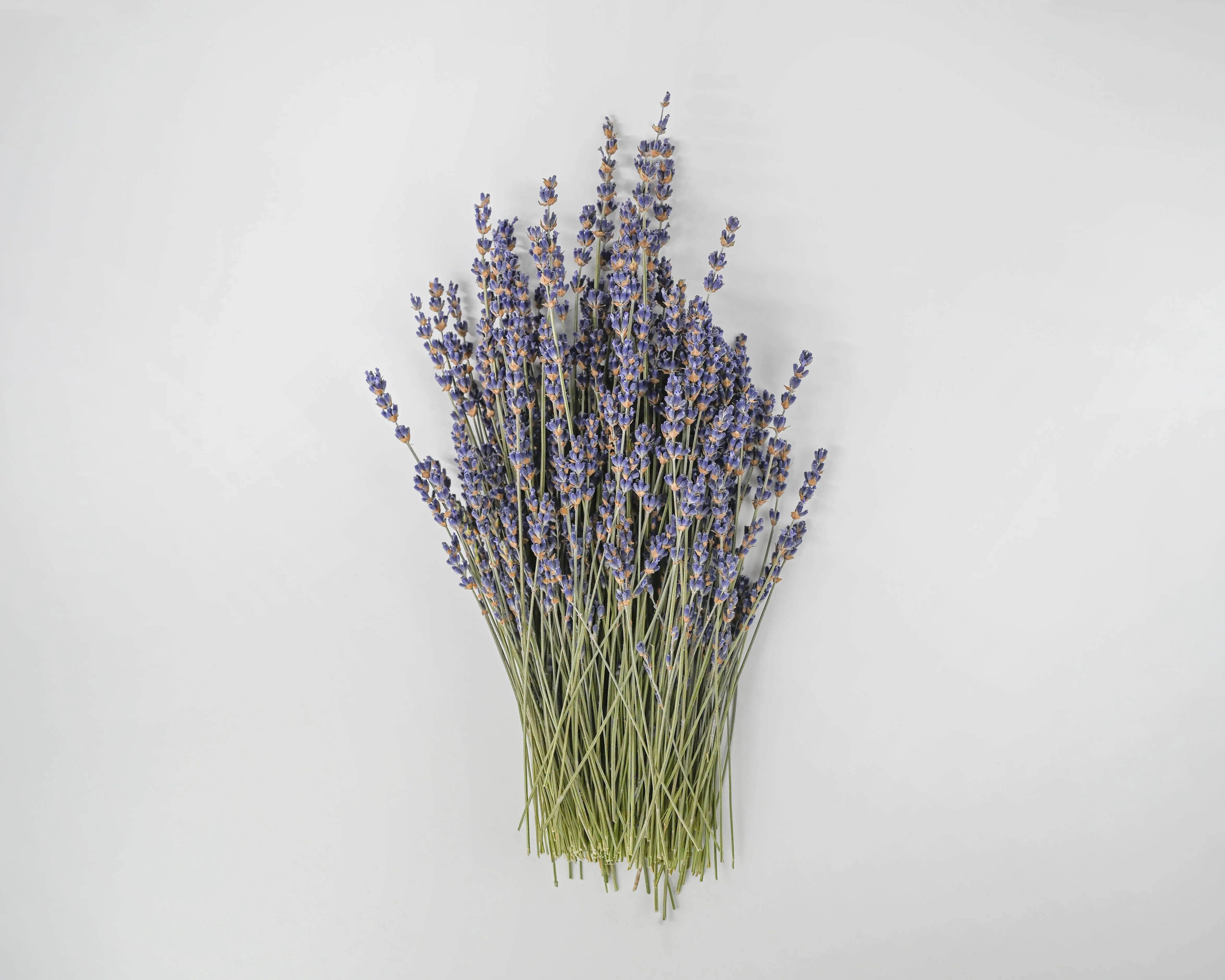 Super Blue Royal Velvet Lavender Bunch